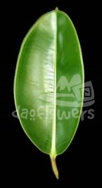 palm, phoenix roebelenii