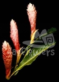 alpinia pink