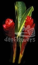 alpinia red