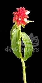 costus barbatus