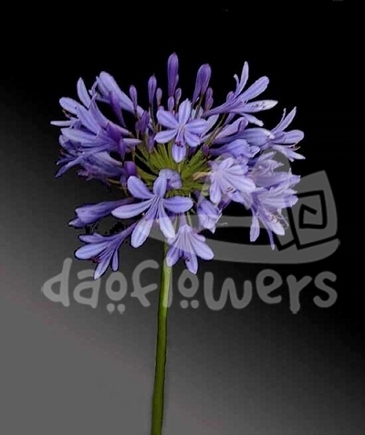 agapanthus blue
