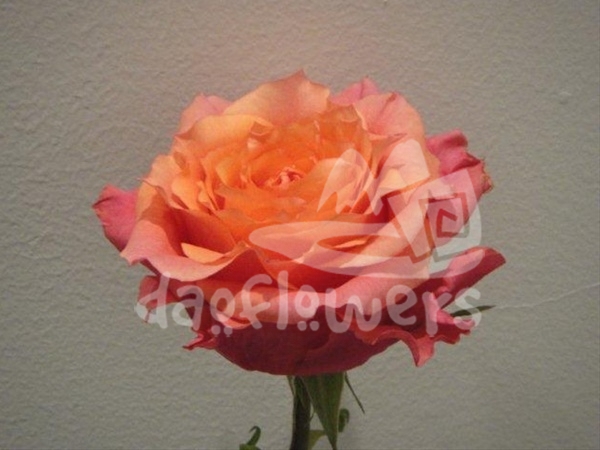 natures cherry-pacharana