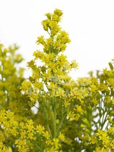 solidago tara