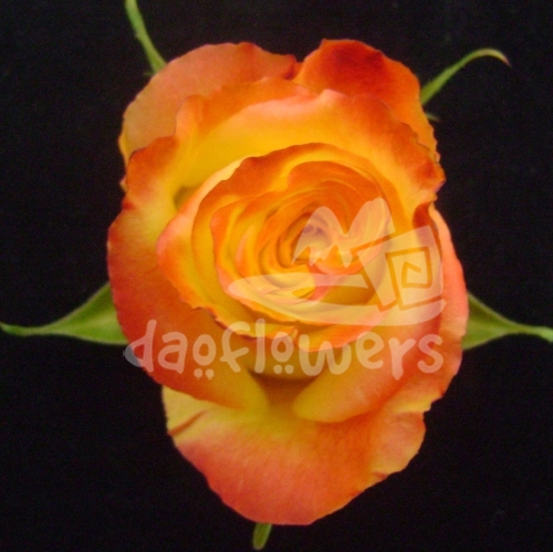 high & yellow intenzz