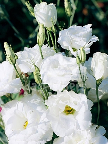 lisianthus white