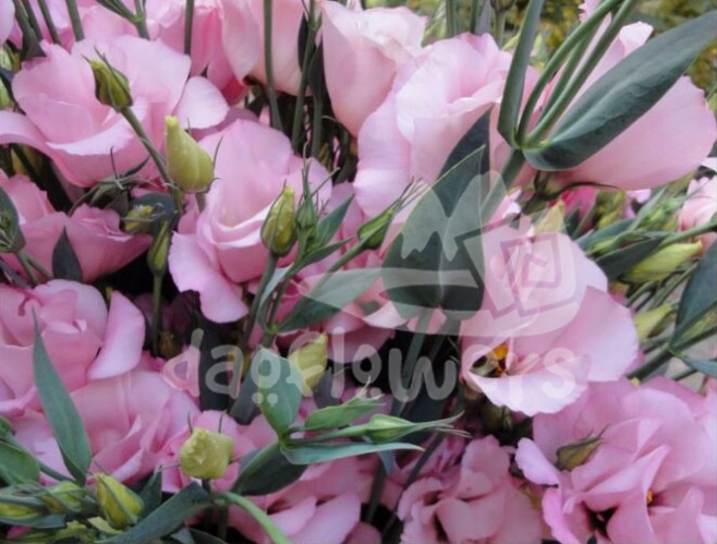 lisianthus pink
