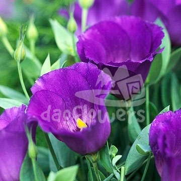 lisianthus purple