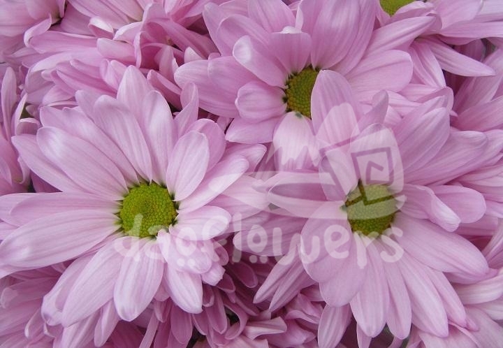 daisy Atlantis pink