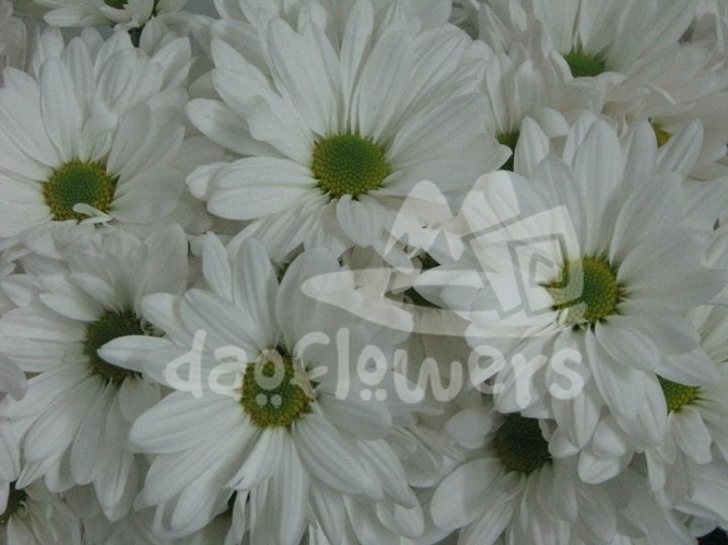 daisy Atlantis white