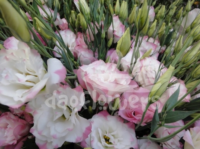 lisianthus bicolor