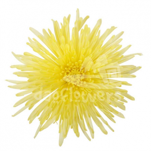 delistar yellow-sunny