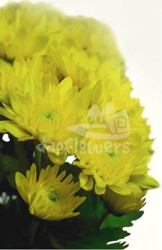 cushion Champagne Yellow