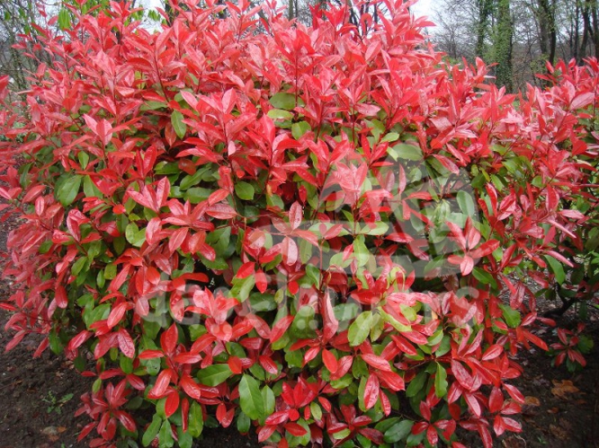 photinia red robin