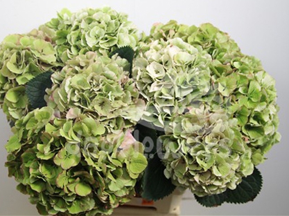 Antique green natural