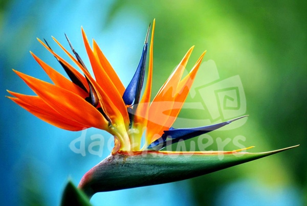 bird of paradise