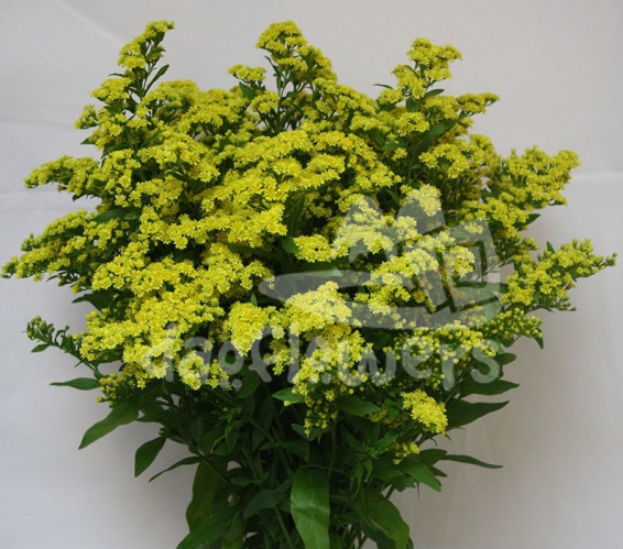 solidago morning glory