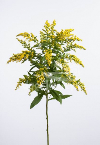 solidago golden glory