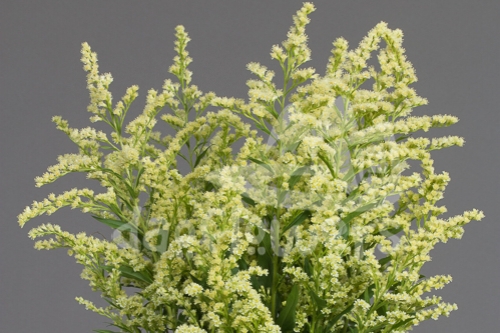 solidago estelle