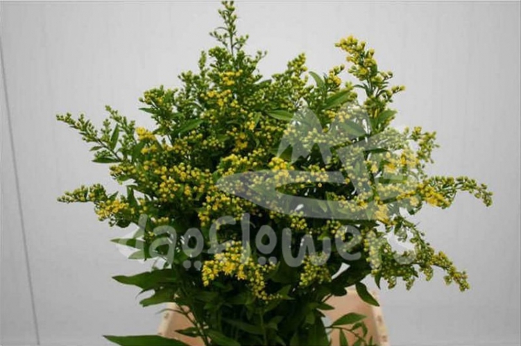 solidago sun glory