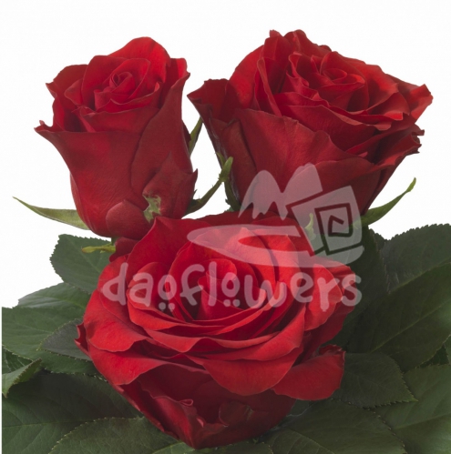 fidelity-light explorer