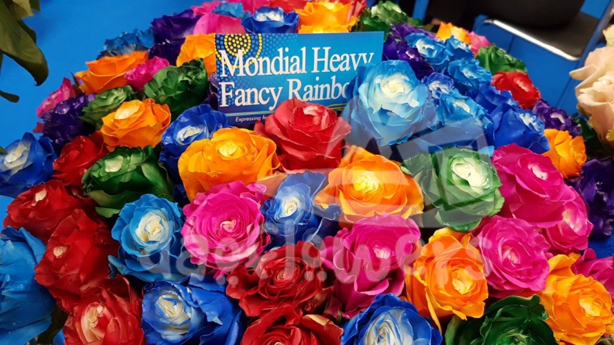 heavy fancy rainbow mondial PNT