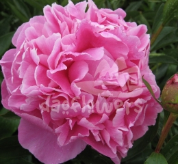 Dr.Alexander Flemming