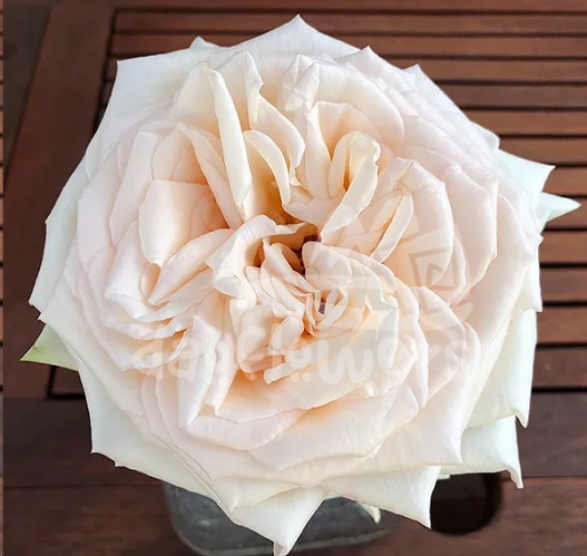 princess maya - night rain