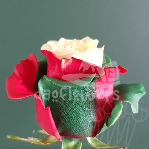 AS 53 Xmas Angel PNT