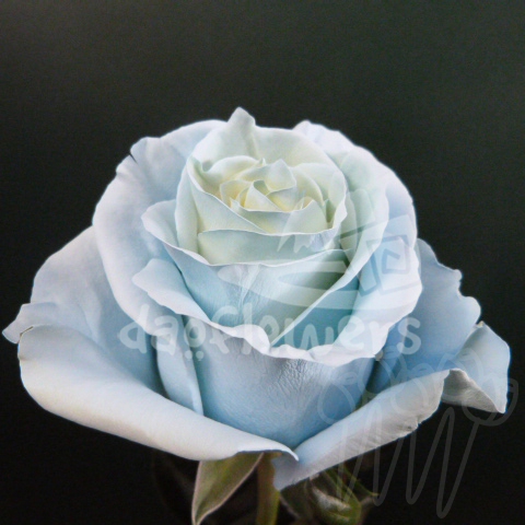 AS 25 Light Blue PNT