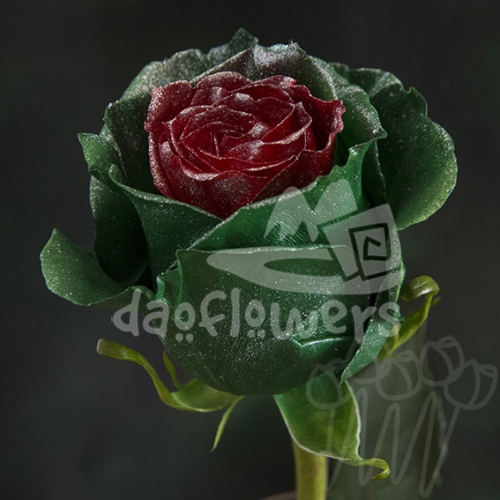 AS 66 Frozen Xmas PNT