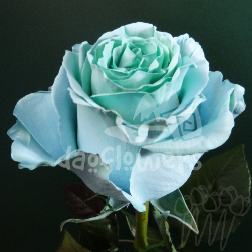 AS 22 Aquamarine PNT