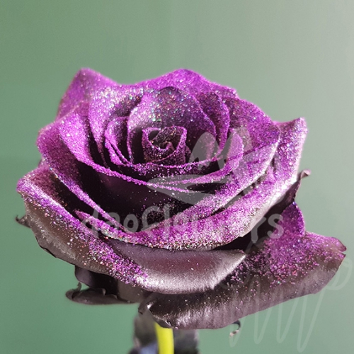 AS 42 Rock N Roll PNT