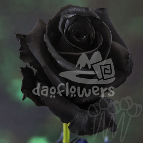 Black Rose PNT