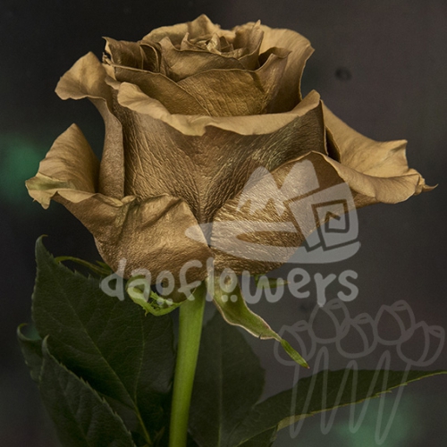 D 54 Golden Prize PNT